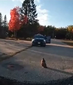 a04ae83f064765f72b24929fbc85f182